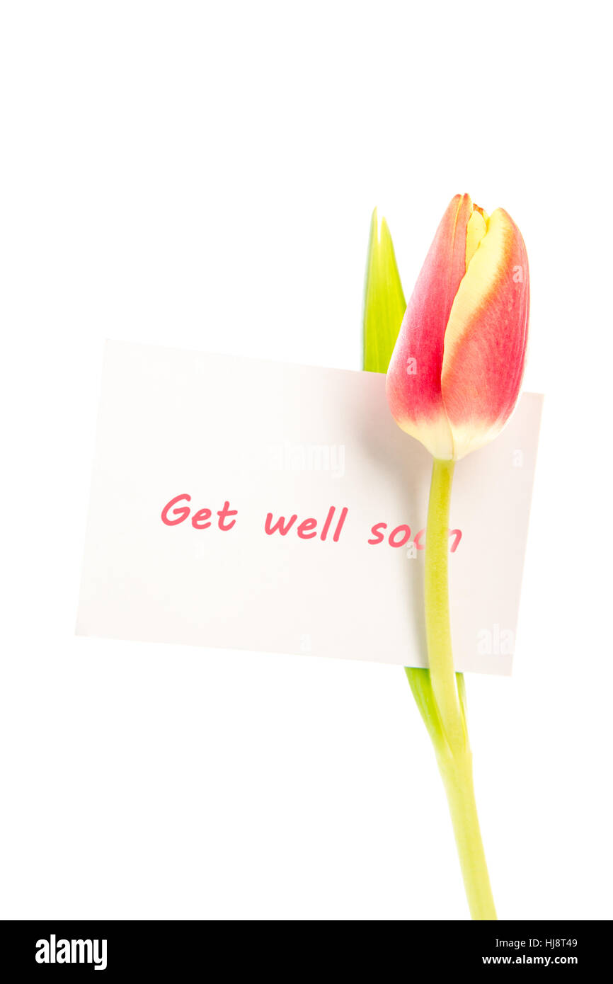 A tulip with a get well soon card on a white background Stock Photo