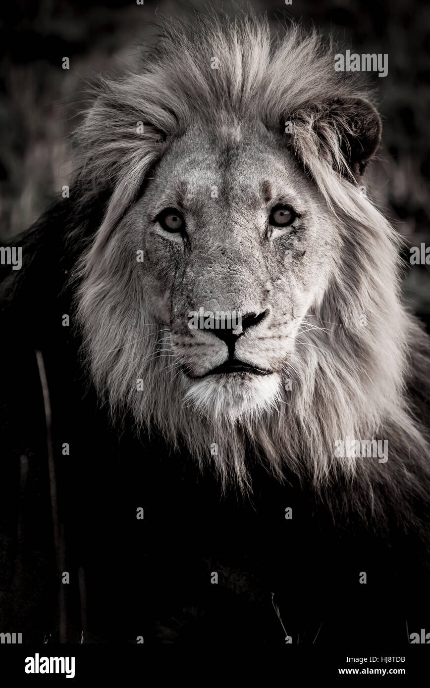Male lion full view hi-res stock photography and images - Alamy