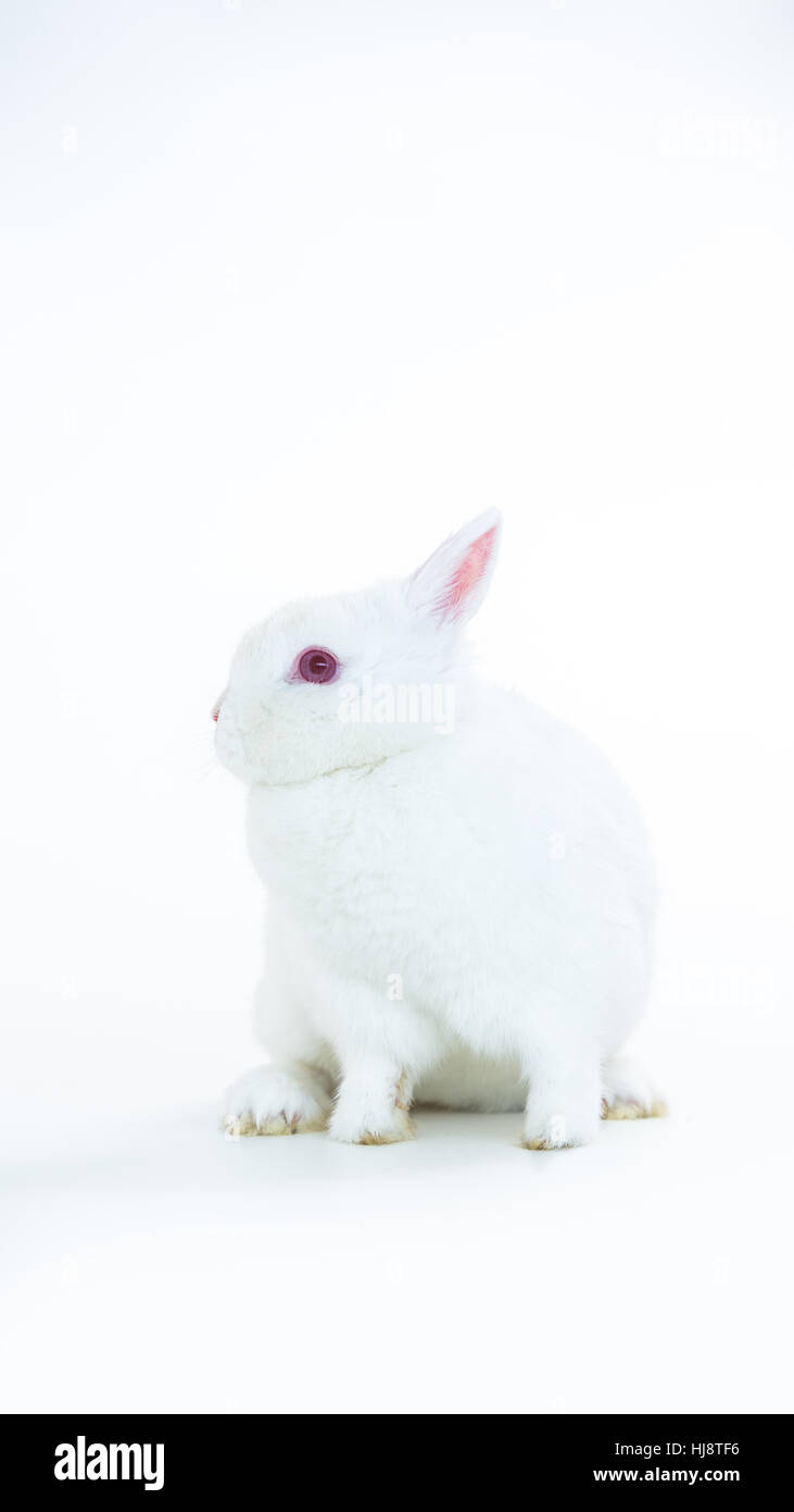 Fluffy white rabbit on white background Stock Photo - Alamy