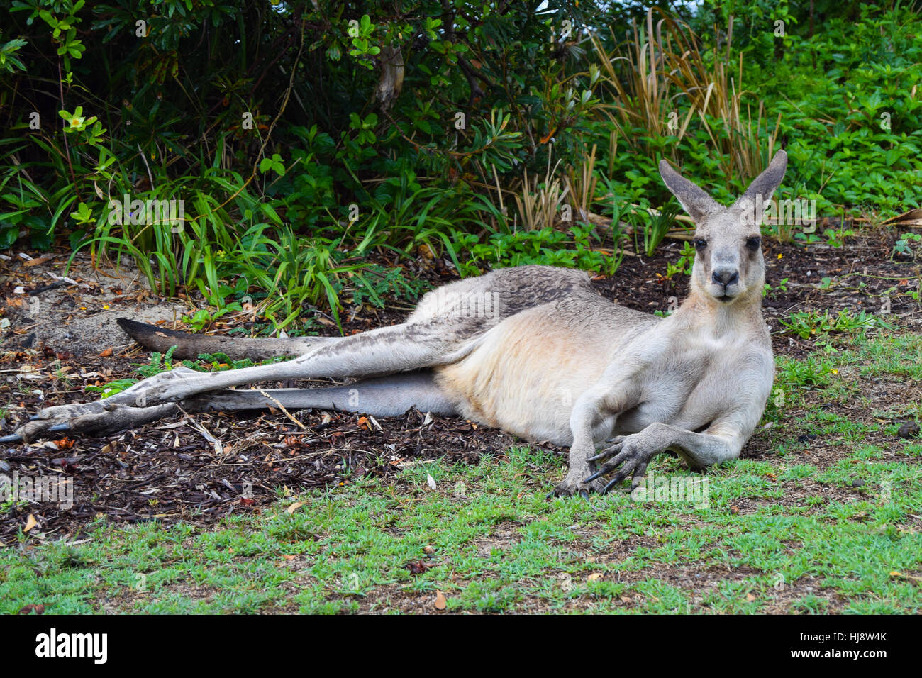 Australian Kangaroo lying down and eating grass in Brisbane looking
