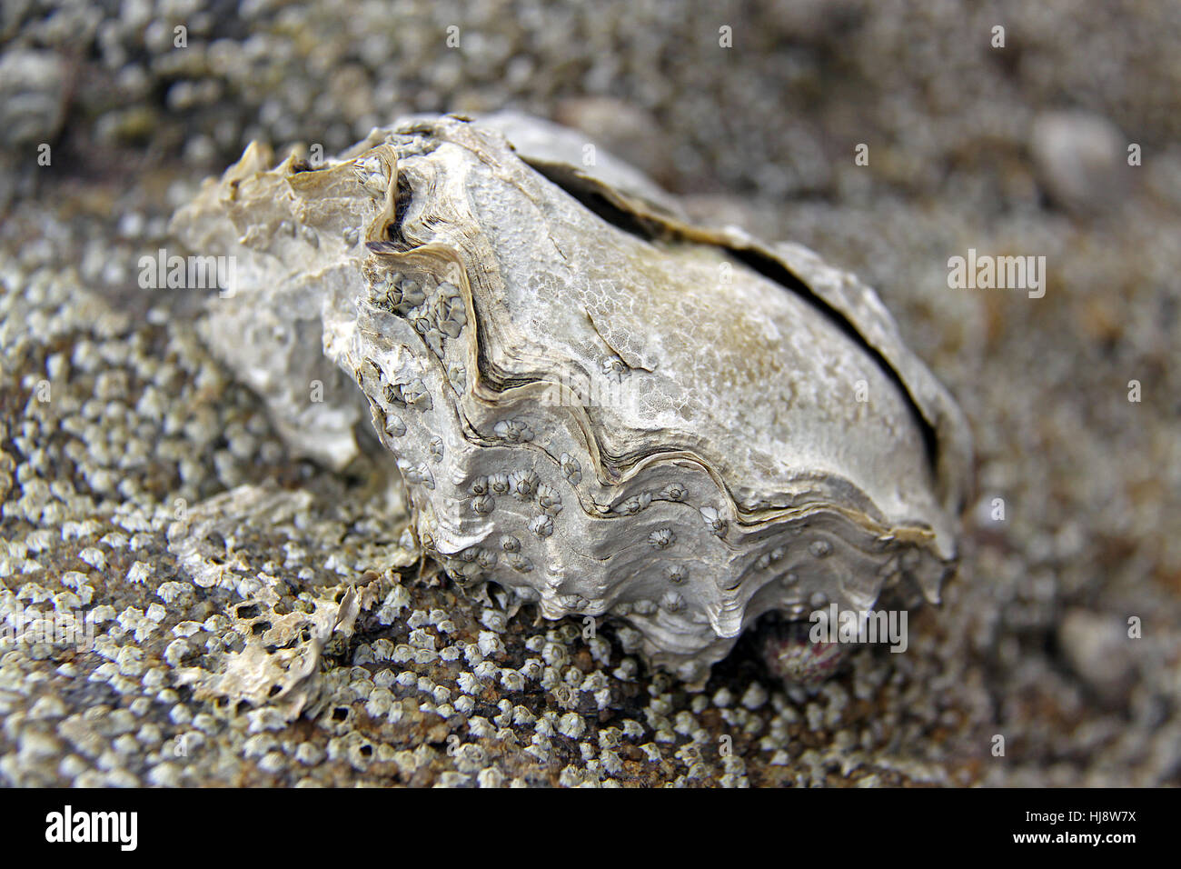 mollusc, shell, oyster, seashell, mollusc, shell, rock, atlantic ocean, salt Stock Photo
