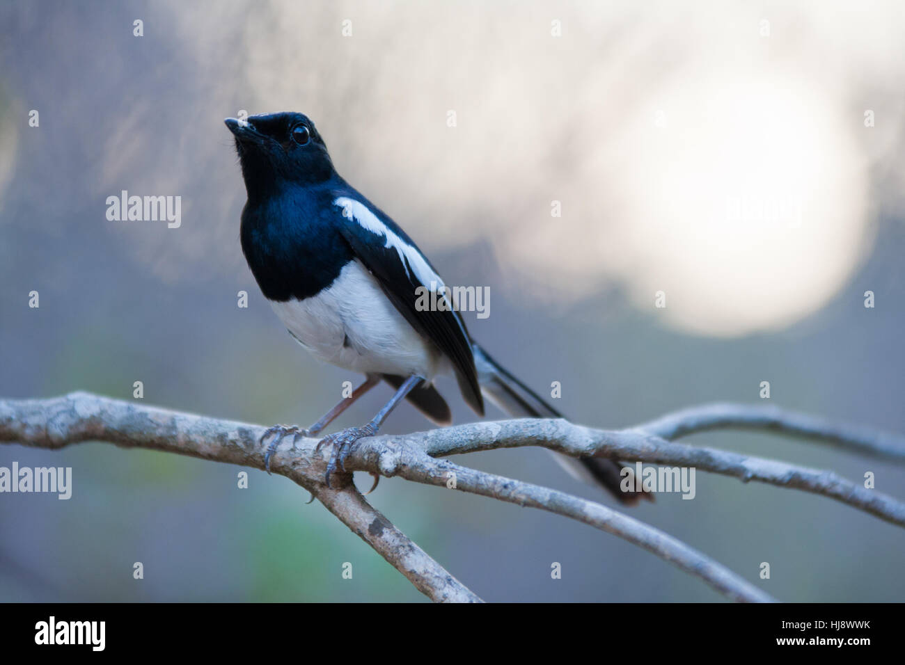 Madagascan Magpie-robin (Copsychus albospecularis) perched on a branch Stock Photo