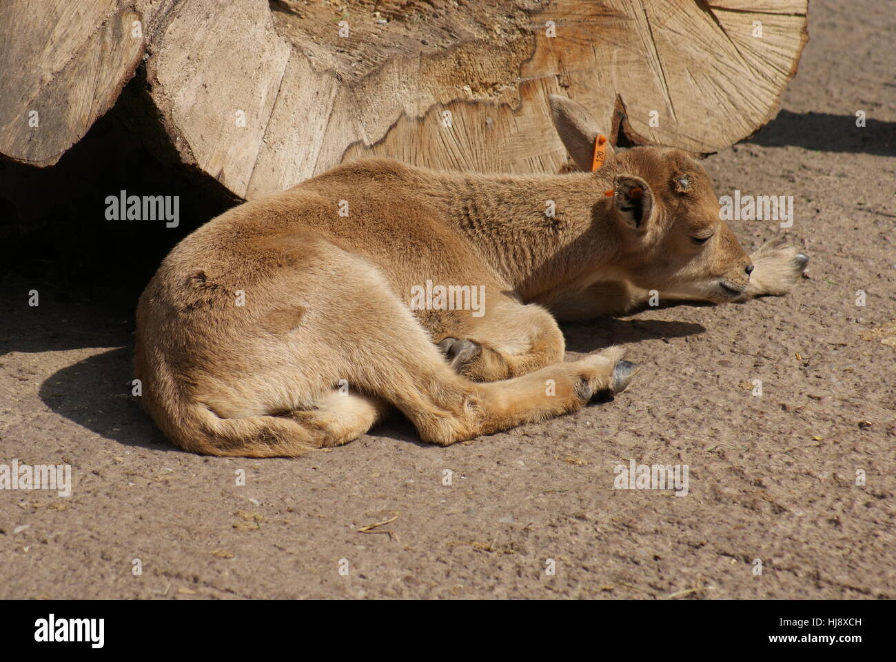 goat, sheep, cattle, order, life, exist, existence, living, lives, live, Stock Photo