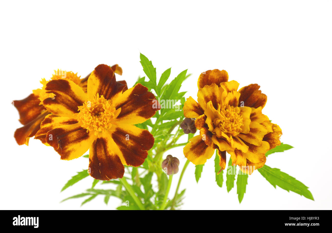 flower, plant, nature, beautiful, beauteously, nice, life, exist ...