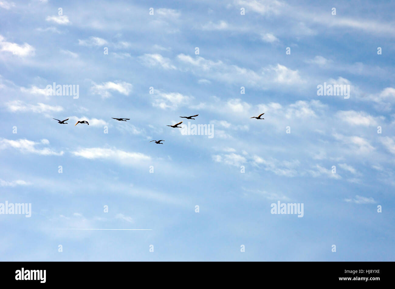 flight, animals, swans, birds, wing, spring, bouncing, bounces, hop