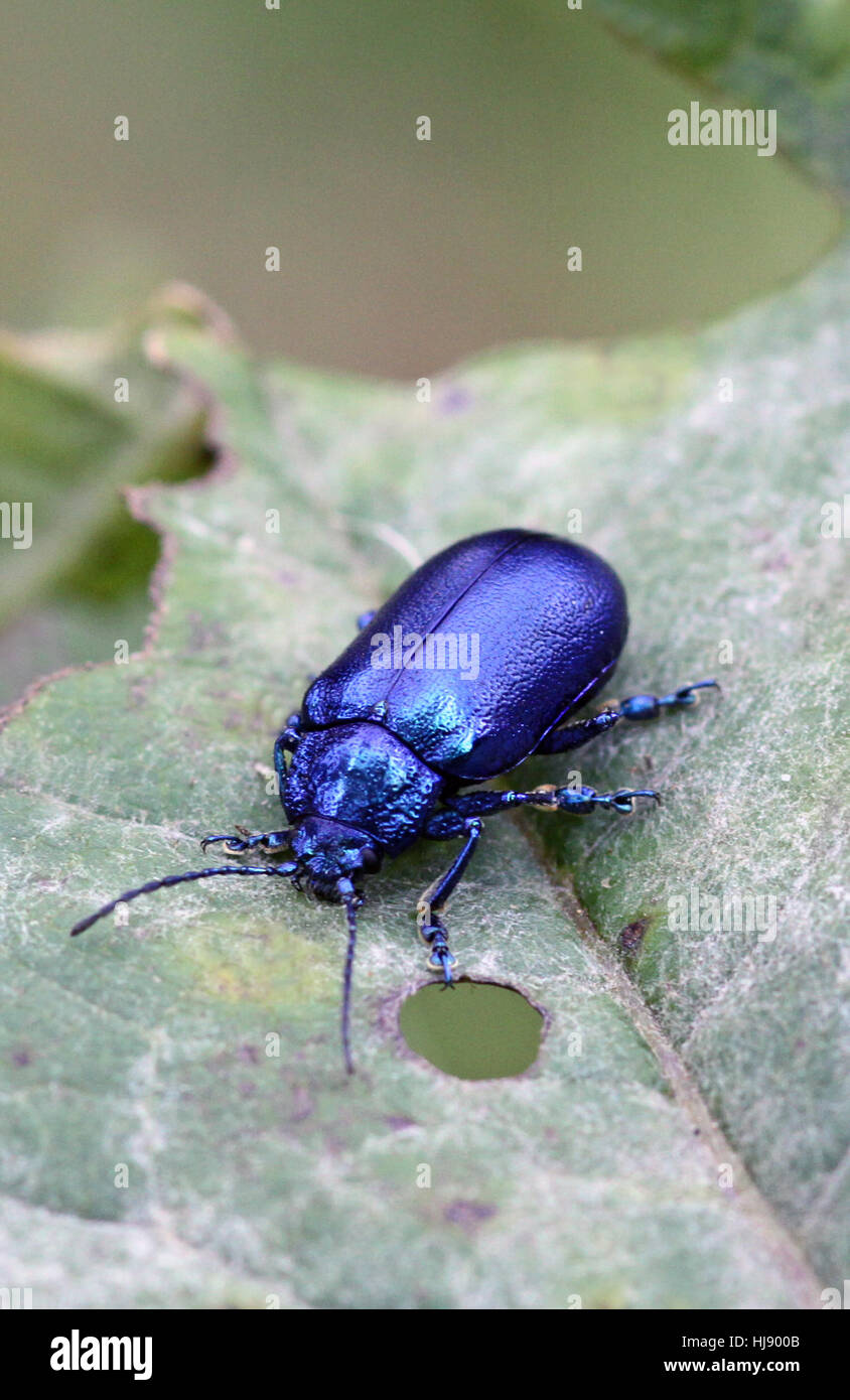blue beetle Stock Photo