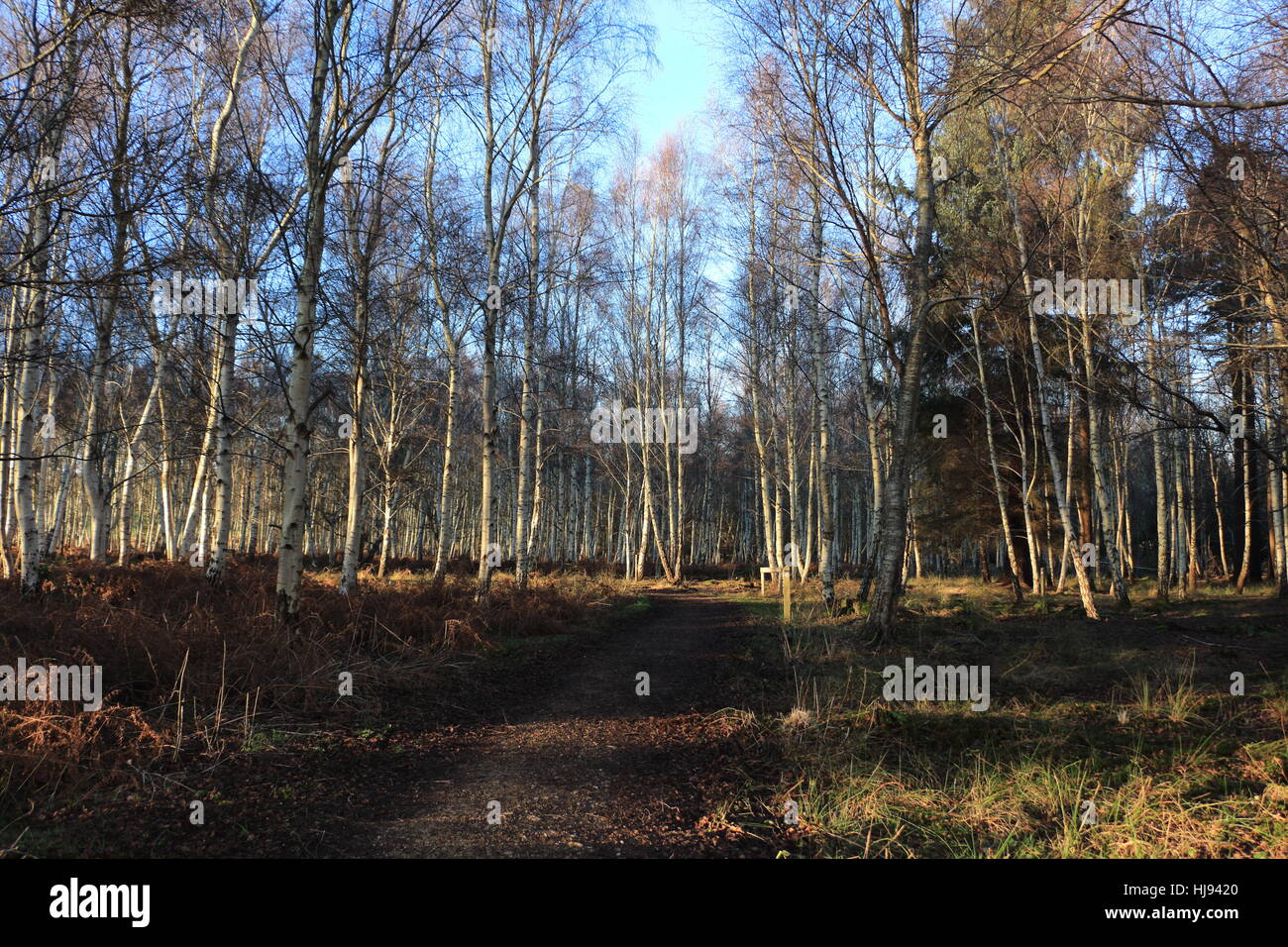 Arne bark hi-res stock photography and images - Alamy