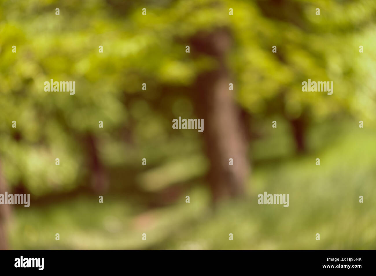 blurry green forest in spring, for blurred background Stock Photo Alamy