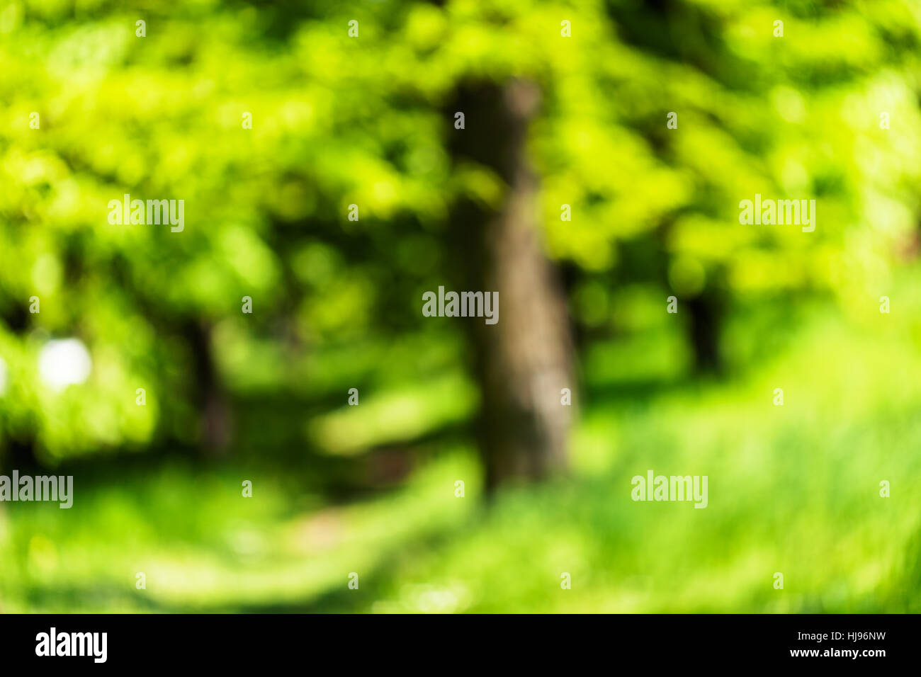 blurry green forest in spring, for blurred background Stock Photo Alamy