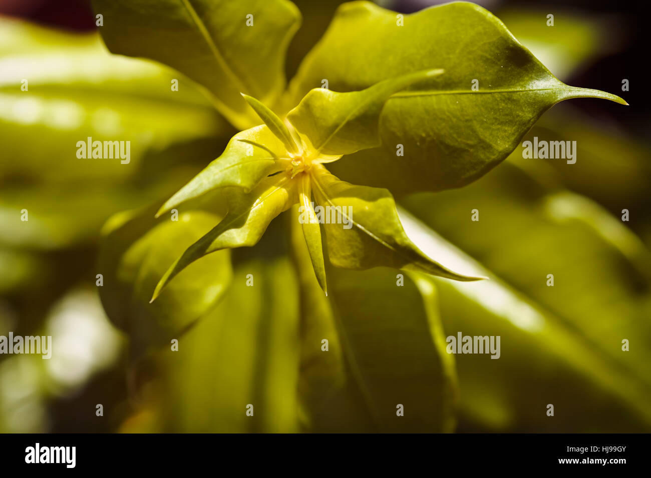 focus on green leaves in nature, note shallow depth of field Stock ...