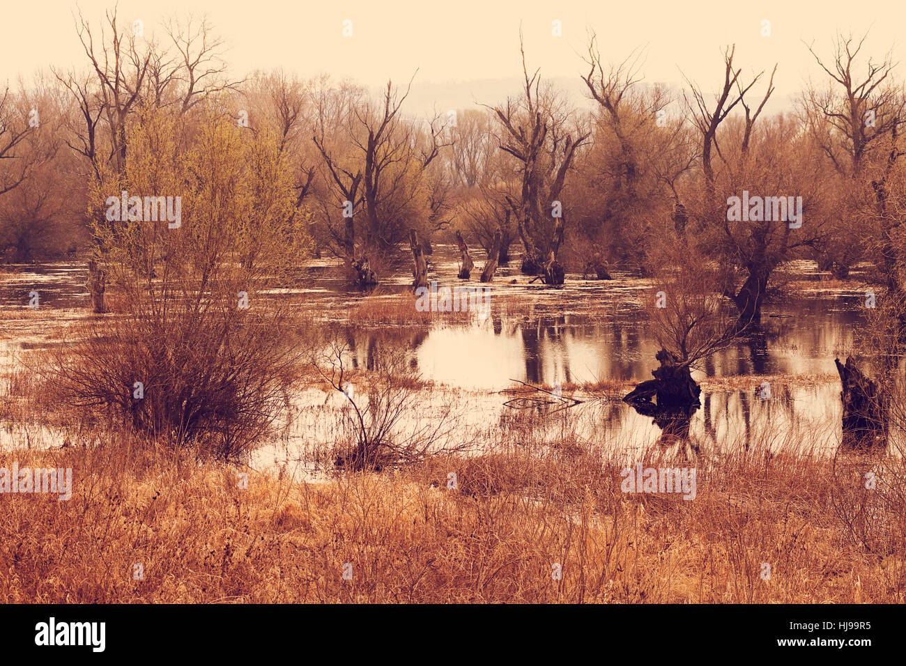 Dark Swamp High Resolution Stock Photography and Images - Alamy