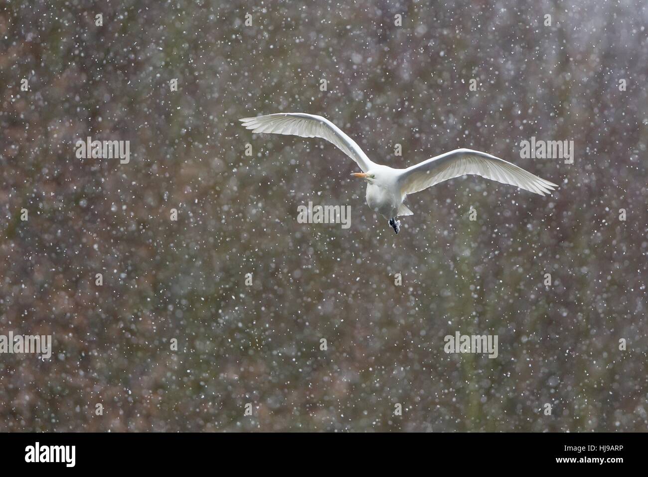 winter, flies, flight, winter, snow, silberreiher, casmerodius albus, Stock Photo
