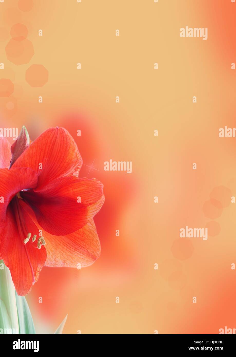 a-light-orange-background-with-a-red-blossom-stock-photo-alamy