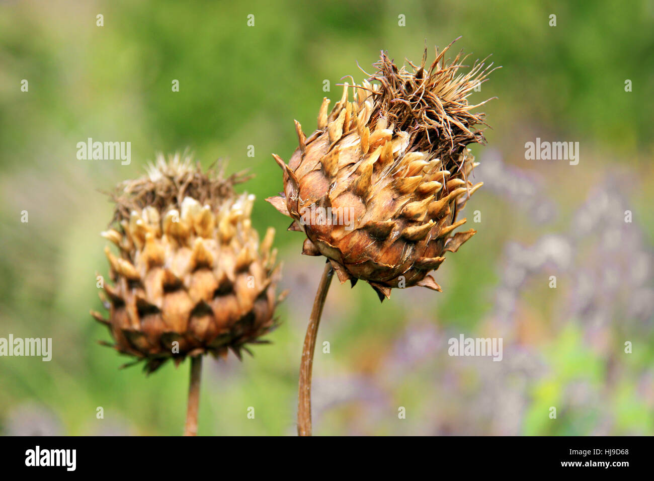 artichoke, medicinal plant, two, fall, autumn, die, flora, botany, autumnal, Stock Photo