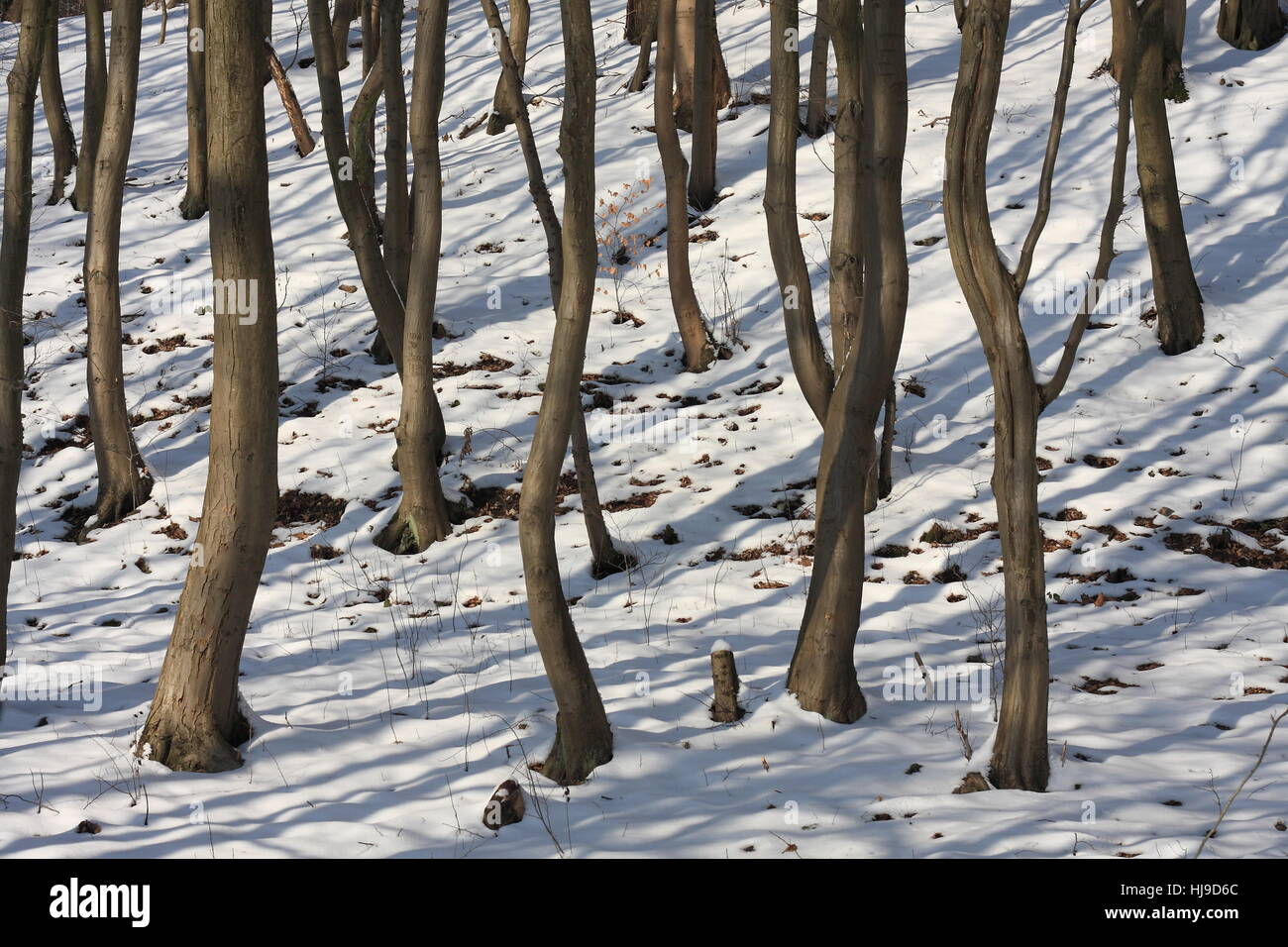 tree, trees, winter, sparse, stinted, forest, nature, tree, trees, winter, Stock Photo