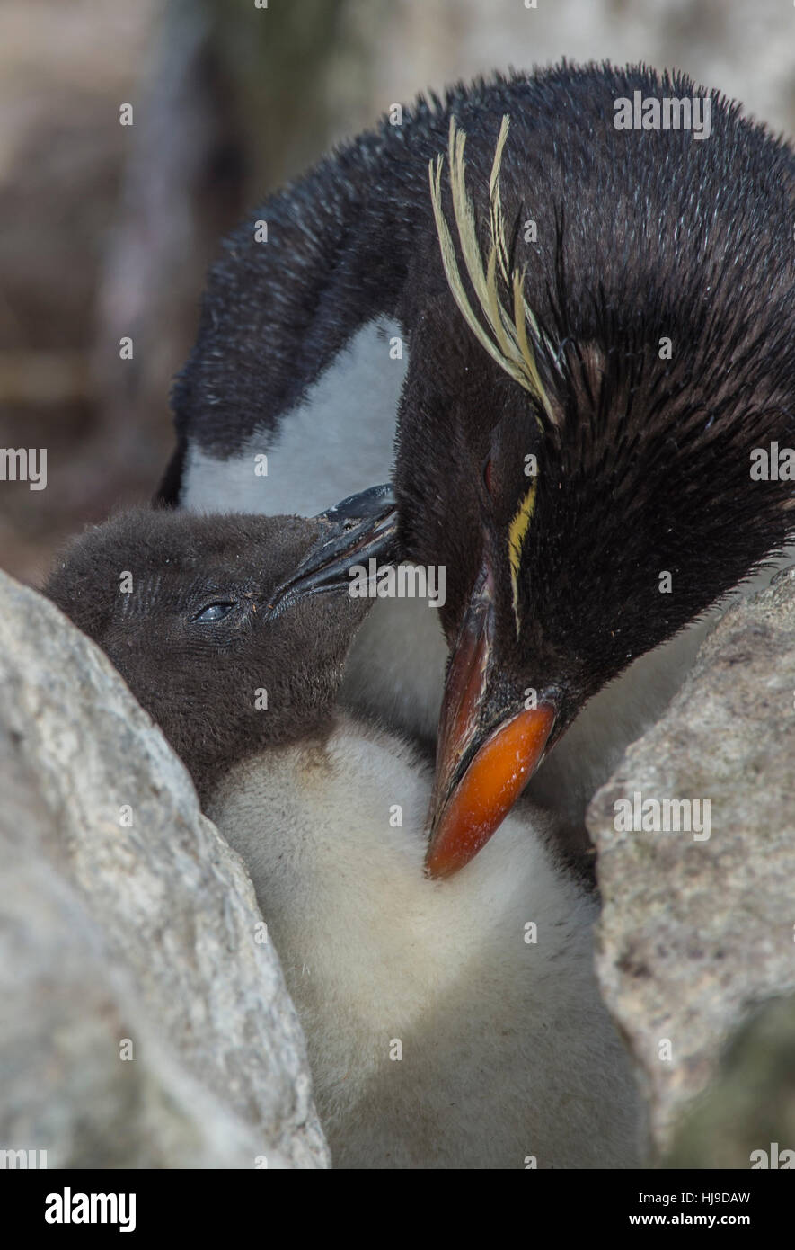 Rockhopper penguin with chick Stock Photo
