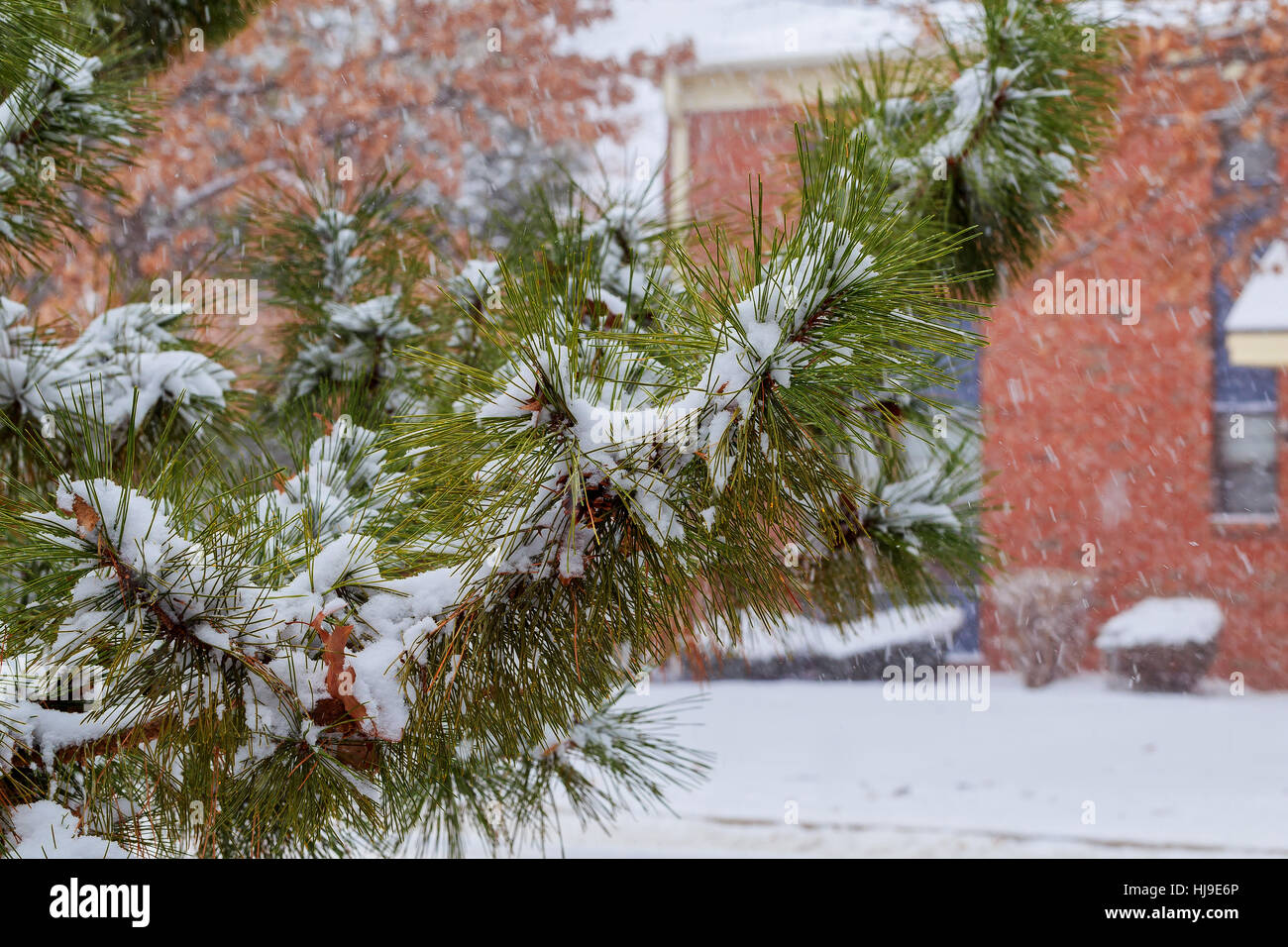 Branches of pine tree with snow snow tree Stock Photo - Alamy