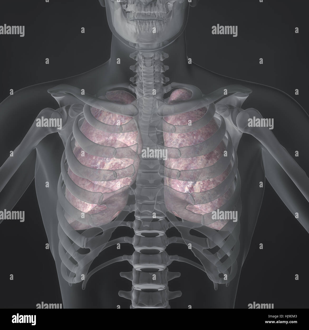 medicinally, medical, science, male, masculine, lungs, system, breath, anatomy, Stock Photo