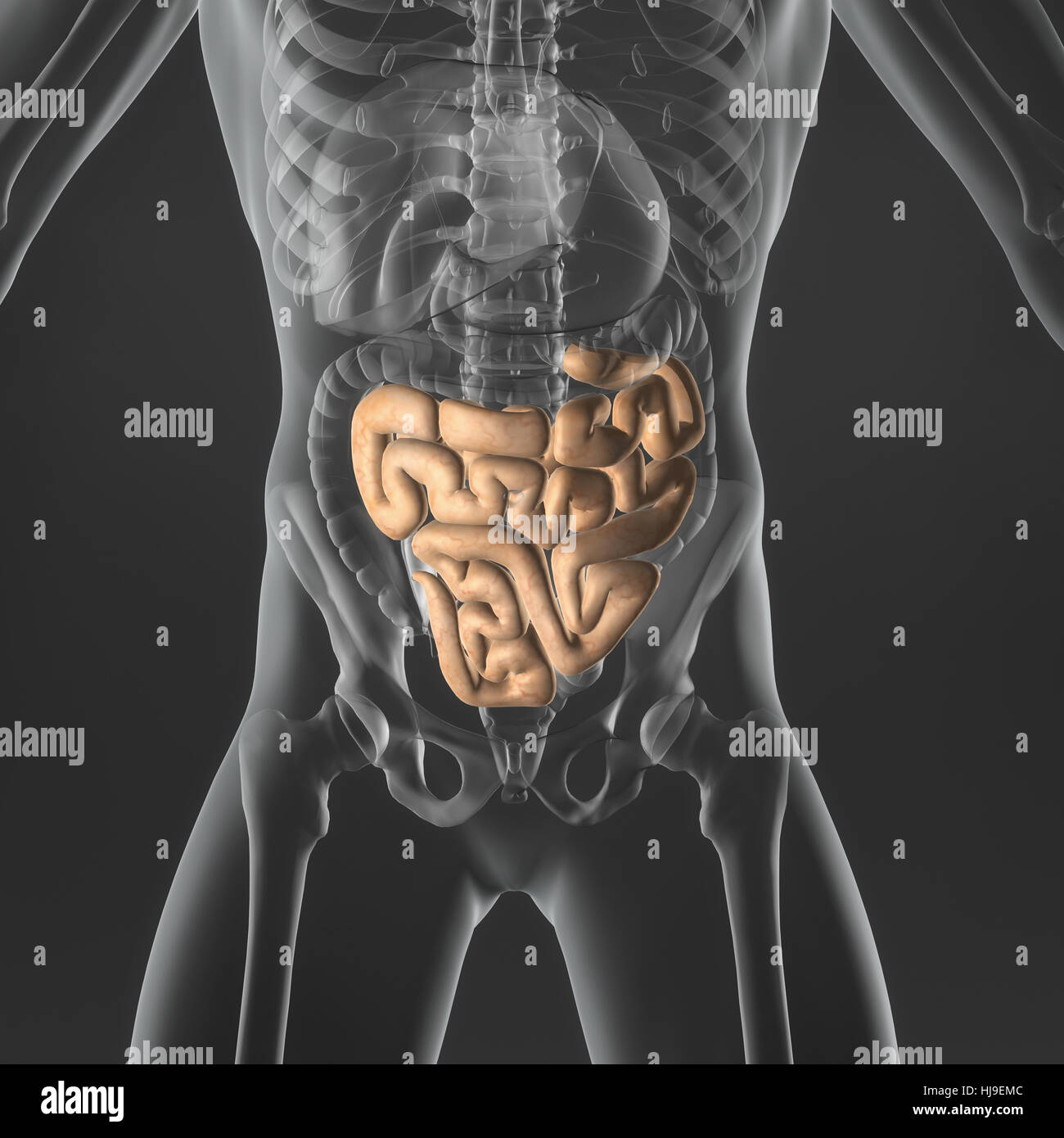 medicinally, medical, science, male, masculine, system, digestion, anatomy, Stock Photo