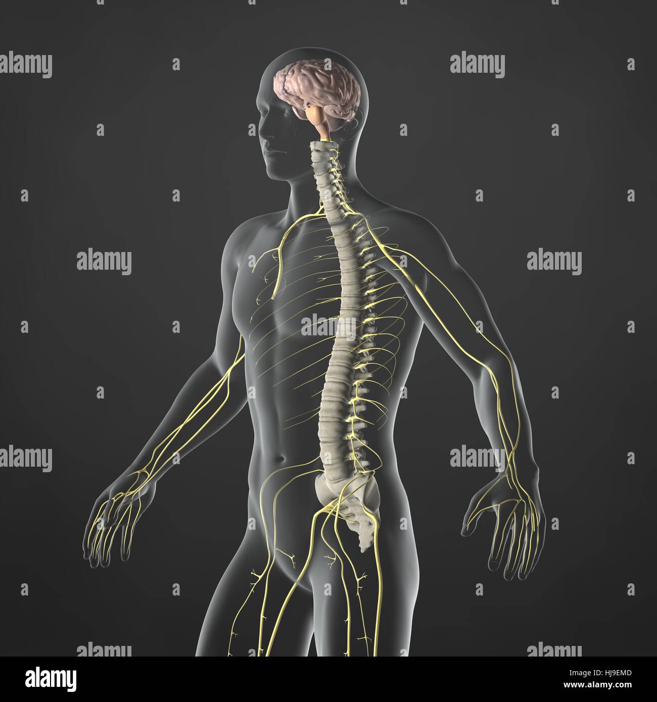 medicinally, medical, science, male, masculine, nerves, anatomy, brain, nervous Stock Photo