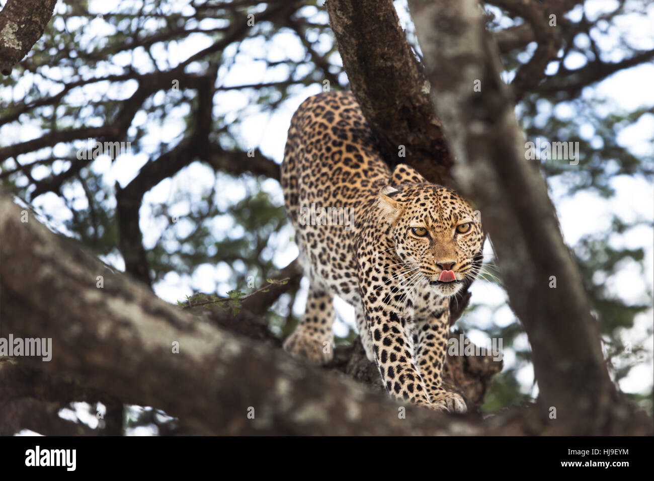 Animal Wild Africa Pussycat Hi res Stock Photography And Images Alamy animal-wild-africa-pussycat-hi-res-stock-photography-and-images-alamy