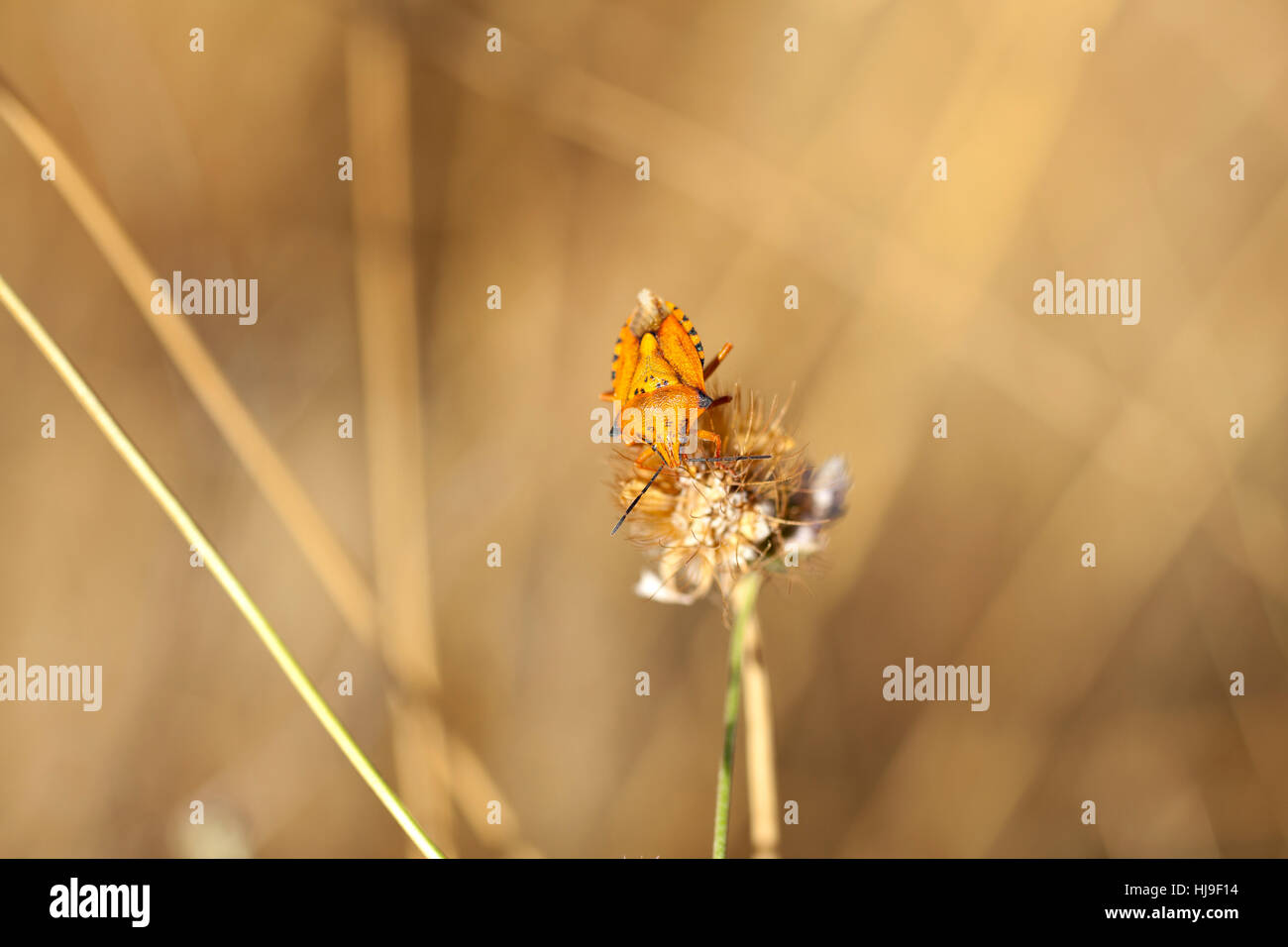 insect, flower, flowers, plant, country, scenery, countryside, nature ...