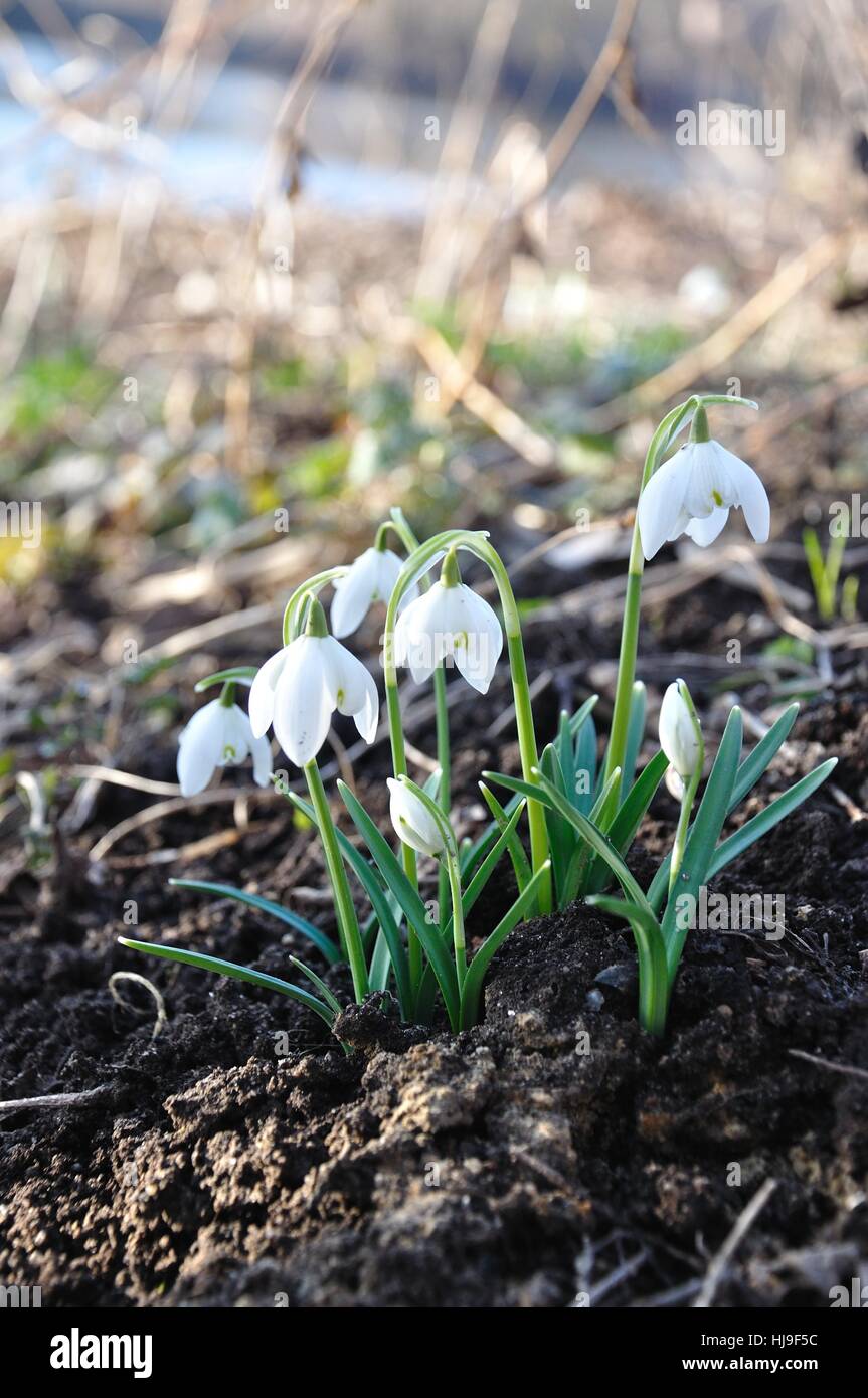winter, spring, flower, plant, snowdrop, season, flower, plant, bloom ...