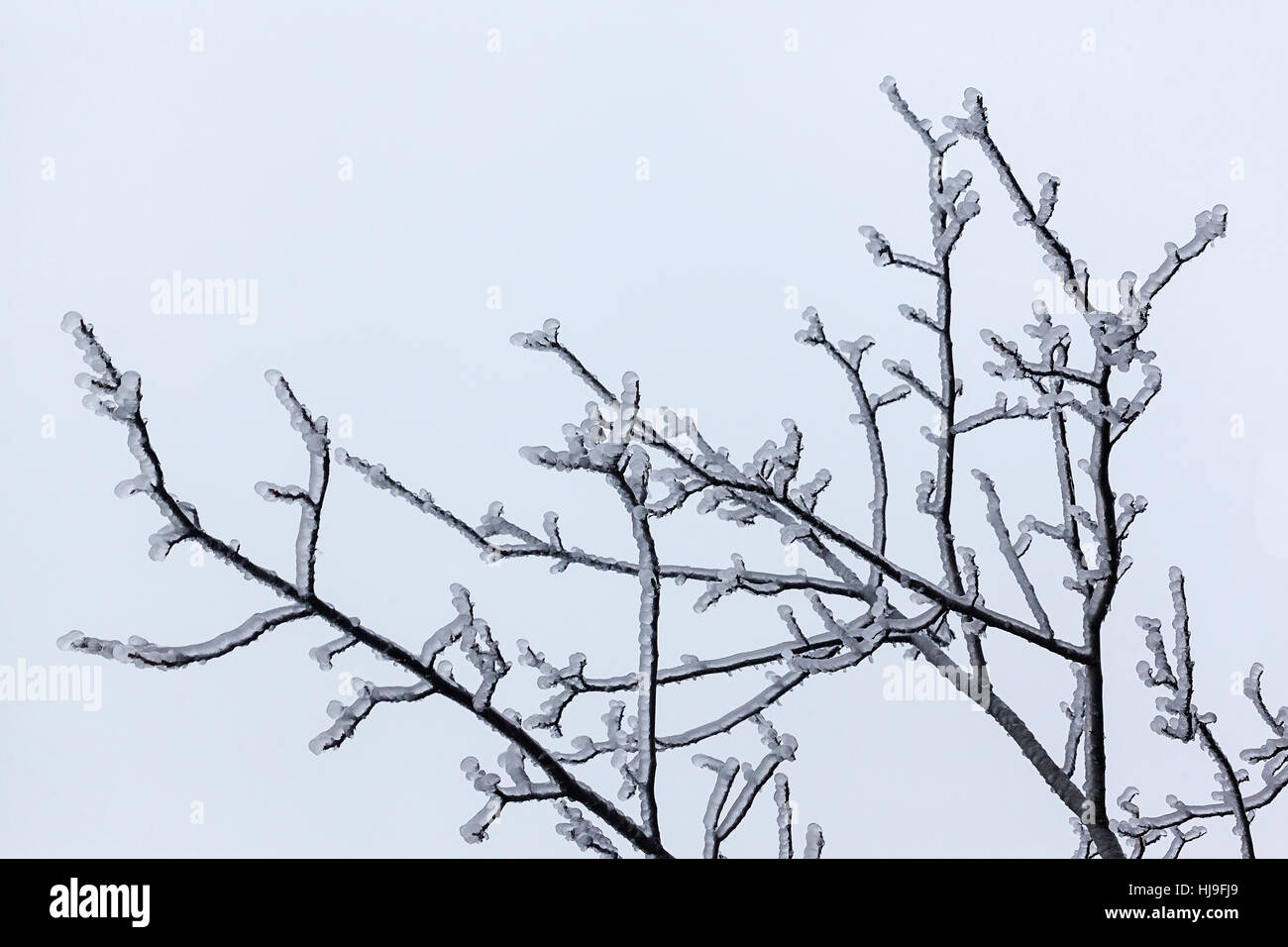 Leaves and branches of trees in winter covered with ice Stock Photo - Alamy