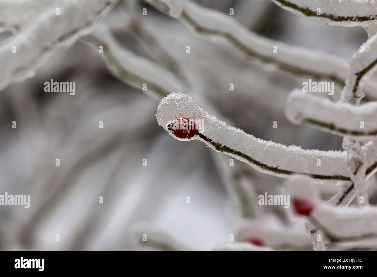 Leaves and branches of trees in winter covered with ice Stock Photo - Alamy