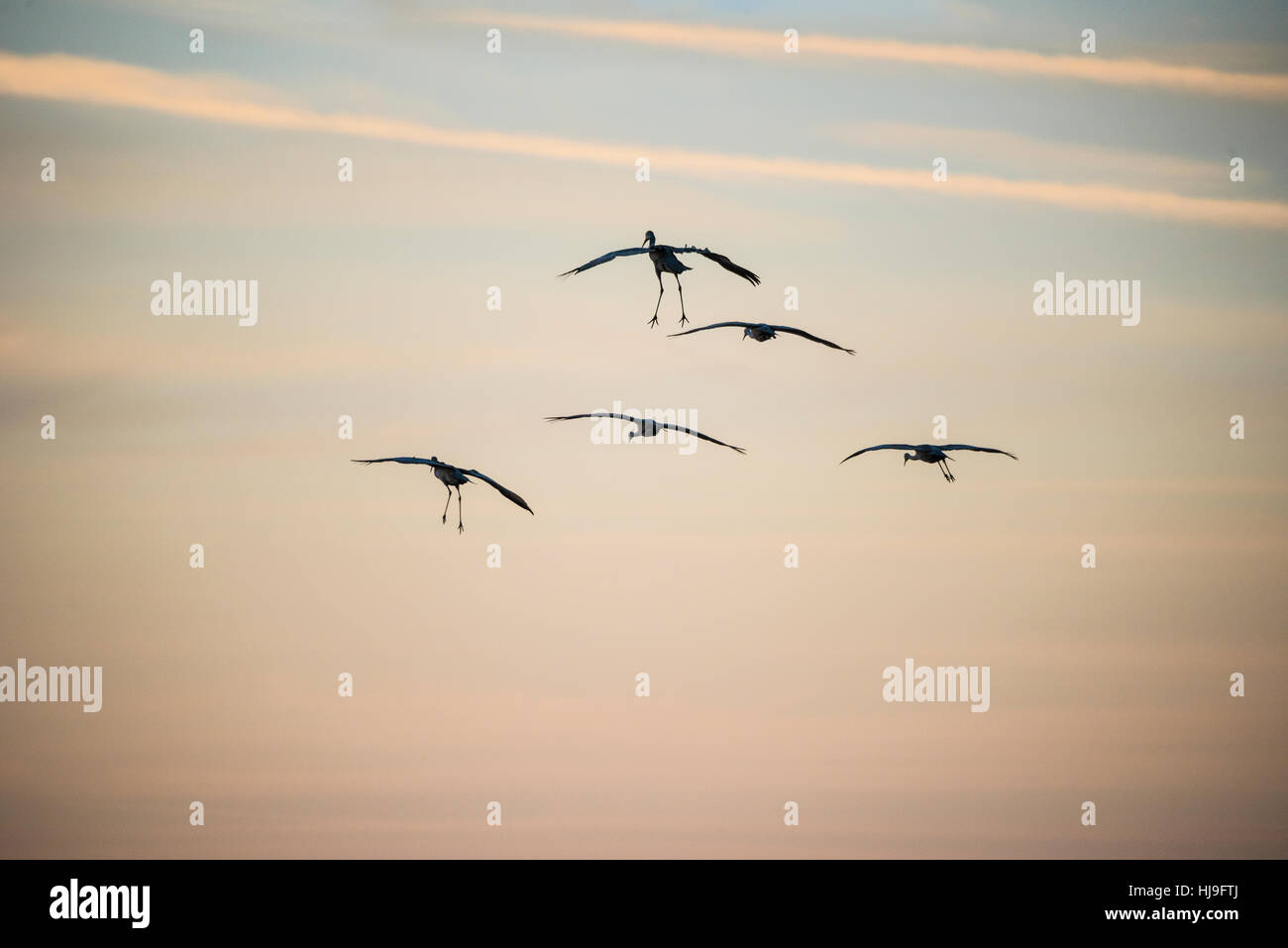 Wintering Sandhill Cranes in alight over Paynes Prairie State Park, Florida Stock Photo