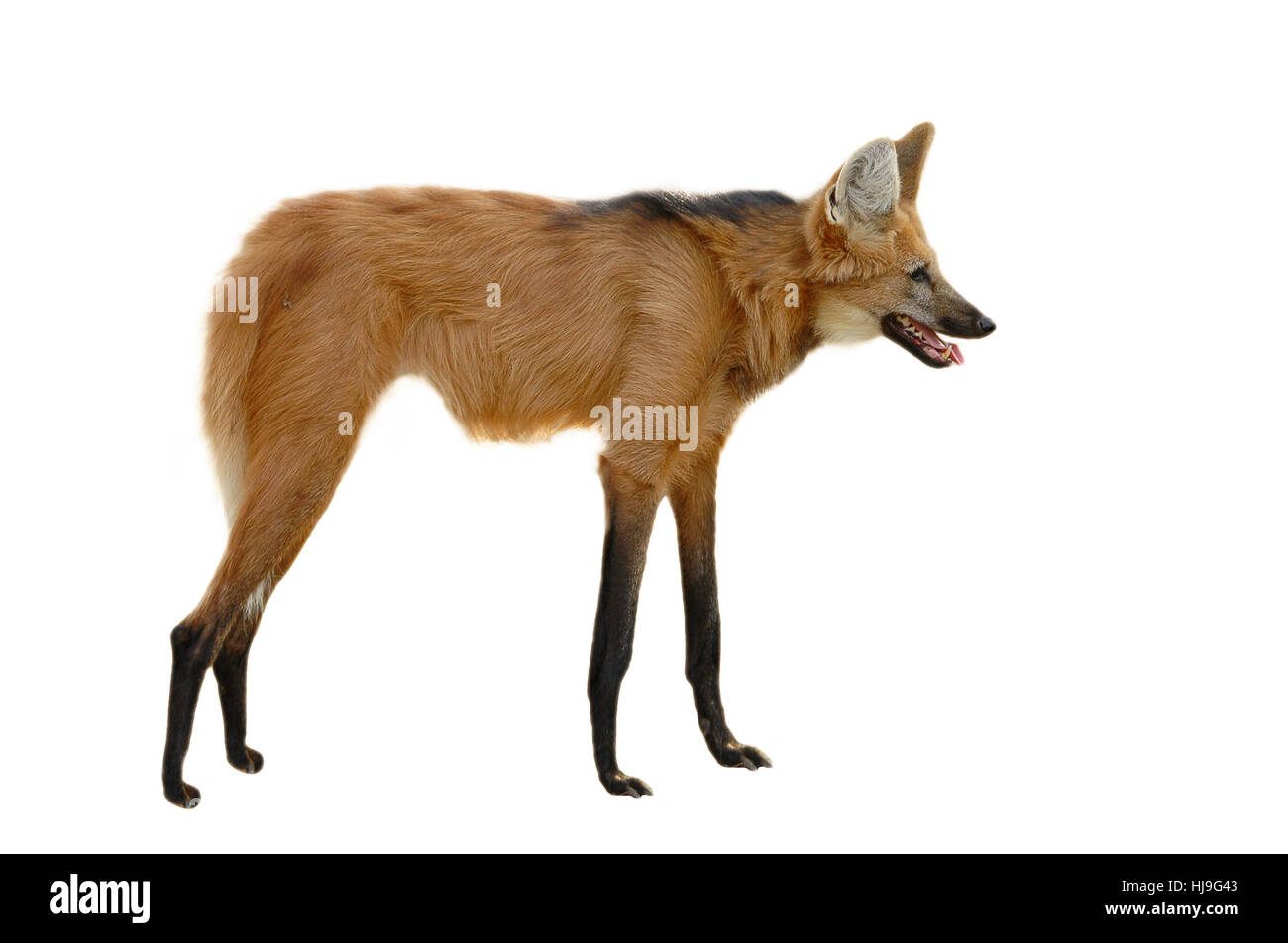 Maned Wolf Isolated On A White Background Stock Photo Alamy