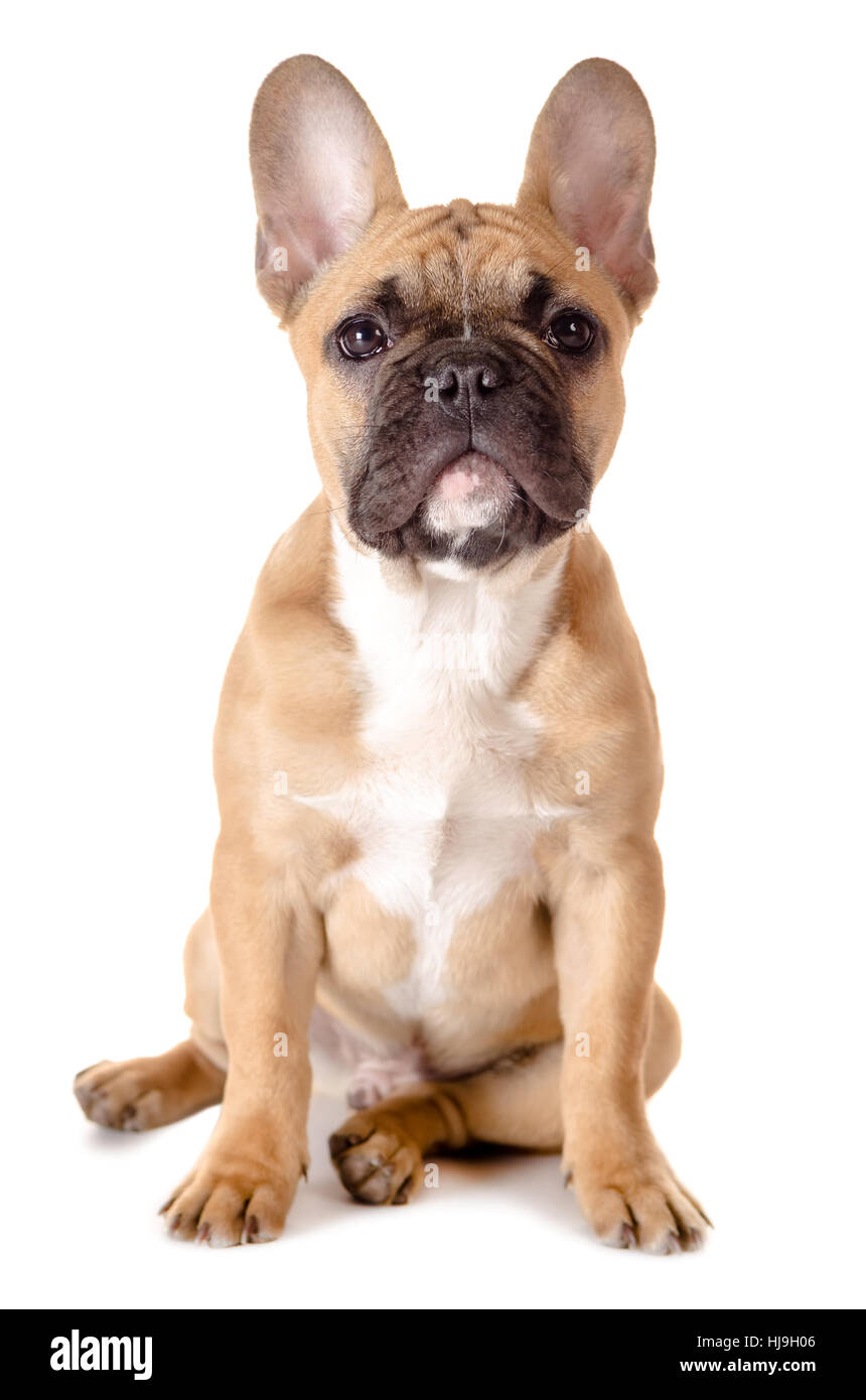 listen, optional, upstairs, animal, pet, mammal, brown, brownish, brunette, Stock Photo