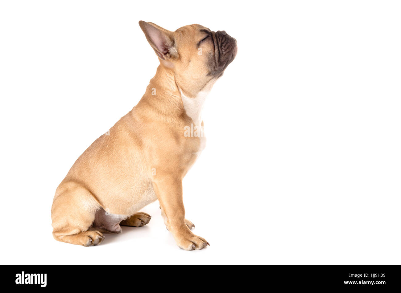 french bulldog in front of white Stock Photo