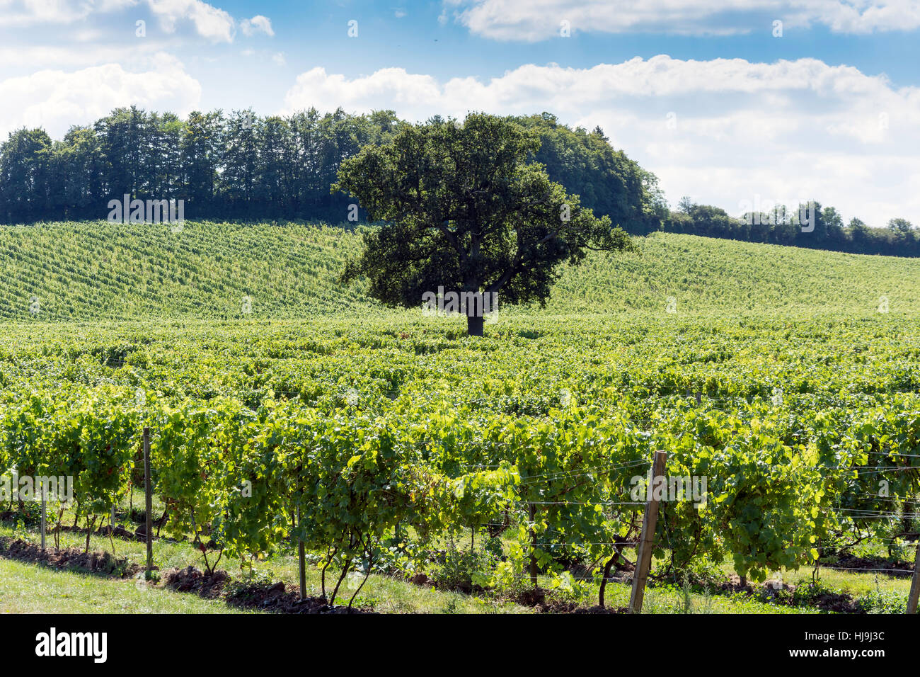 Grape vines at Denbies Wine Estate, London Road, Dorking, Surrey
