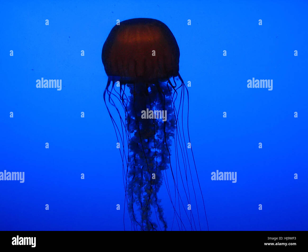 A photograph of a jellyfish swimming underwater Stock Photo - Alamy