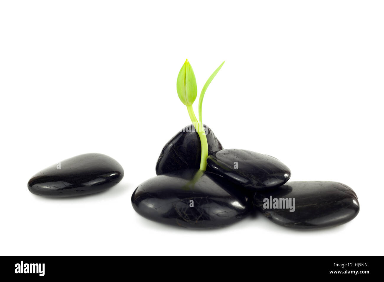 stones with young plants Stock Photo - Alamy