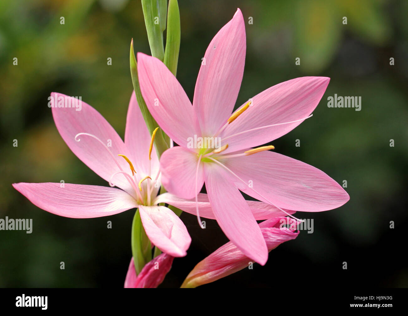 Schizostylis coccinea Spaltgriffel