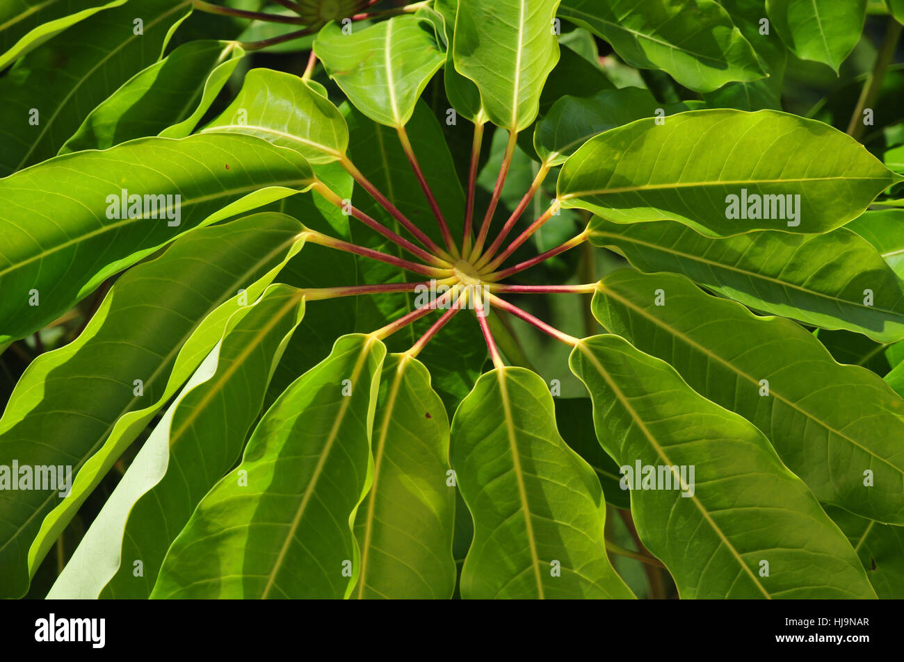 leaf, australia, leaf, spare time, free time, leisure, leisure time, tree, Stock Photo