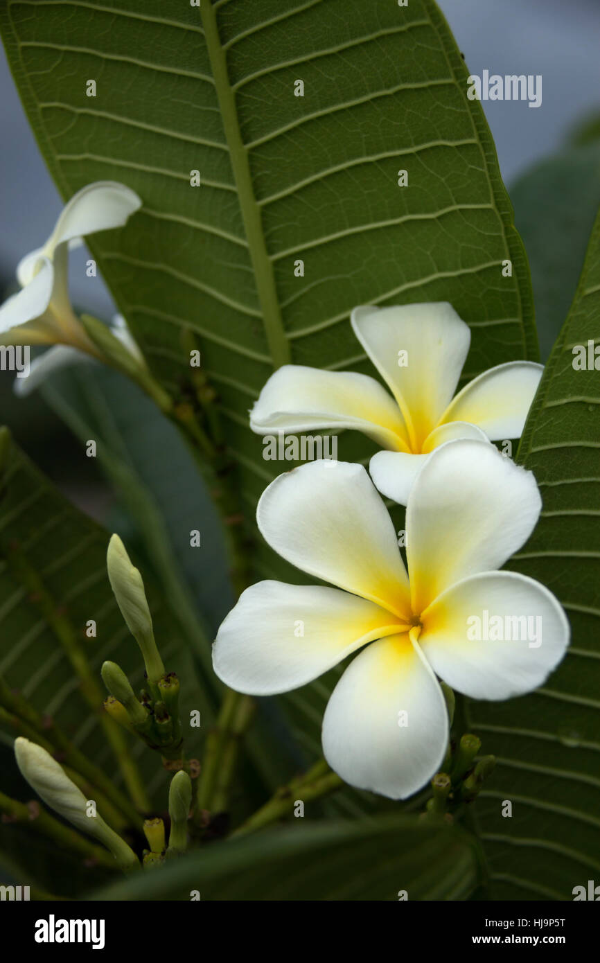 bunch of white frangipani ( plumeria ) flower with yellow center on the green leaf background close up selective focus Stock Photo