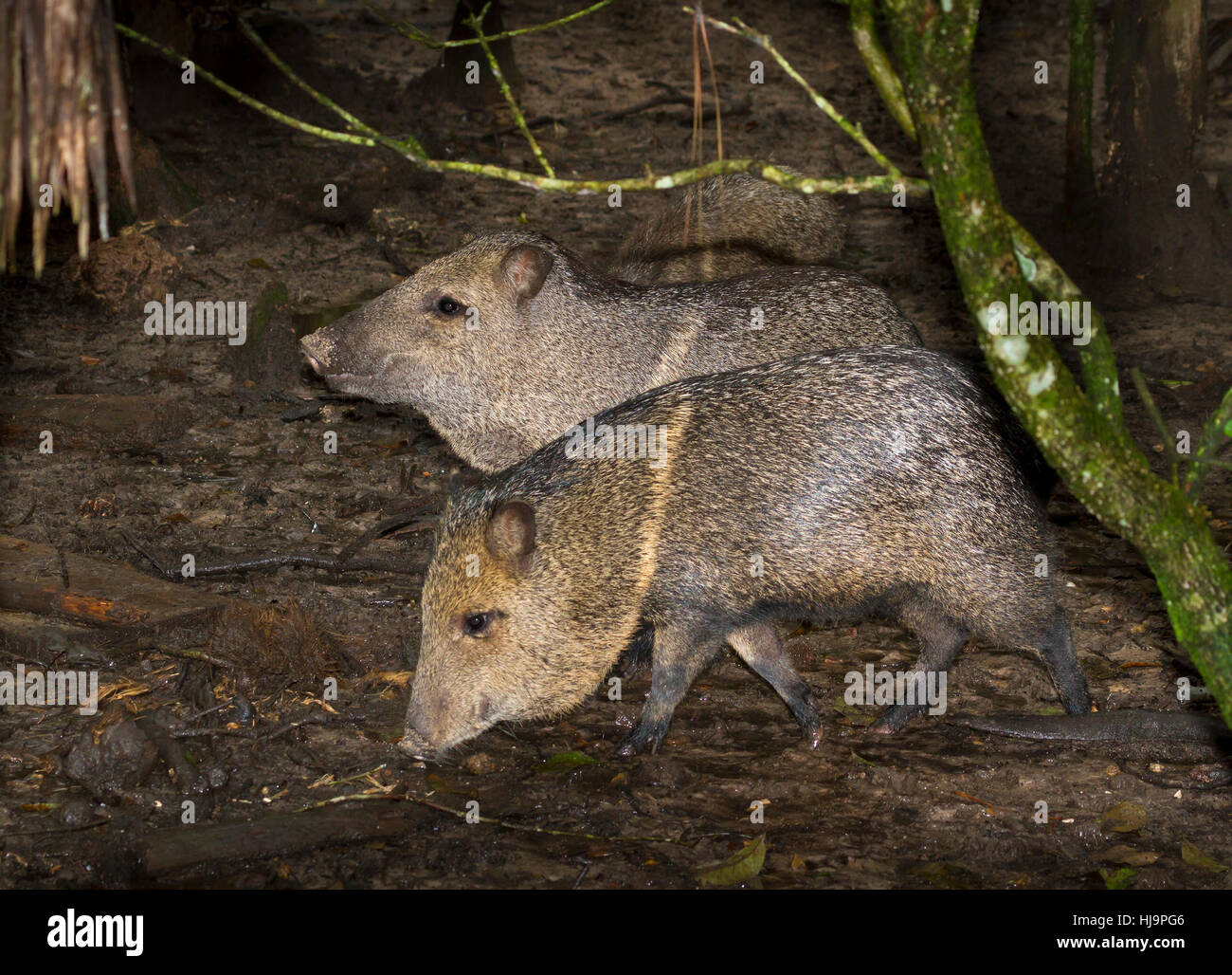 The collared peccaries looking for food Stock Photo