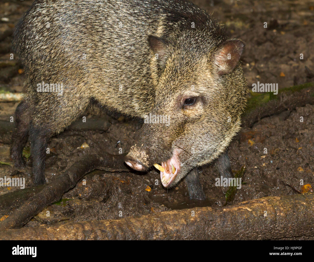 The collared peccary at tropical forest, Belize, Central America Stock Photo