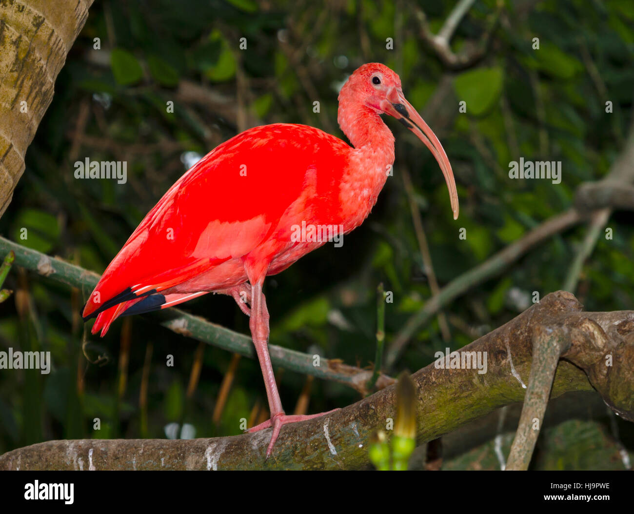 Scarlet Ibis Eudocimus Ruber Stock Photo Alamy