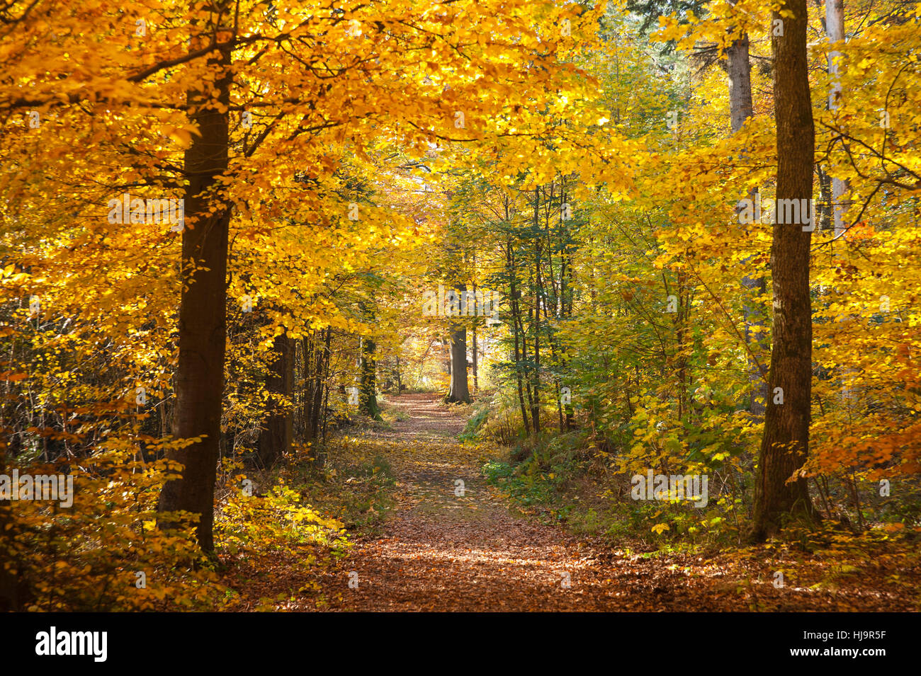 tree, trees, deciduous tree, deciduous trees, europe, autumnal, woods, Stock Photo
