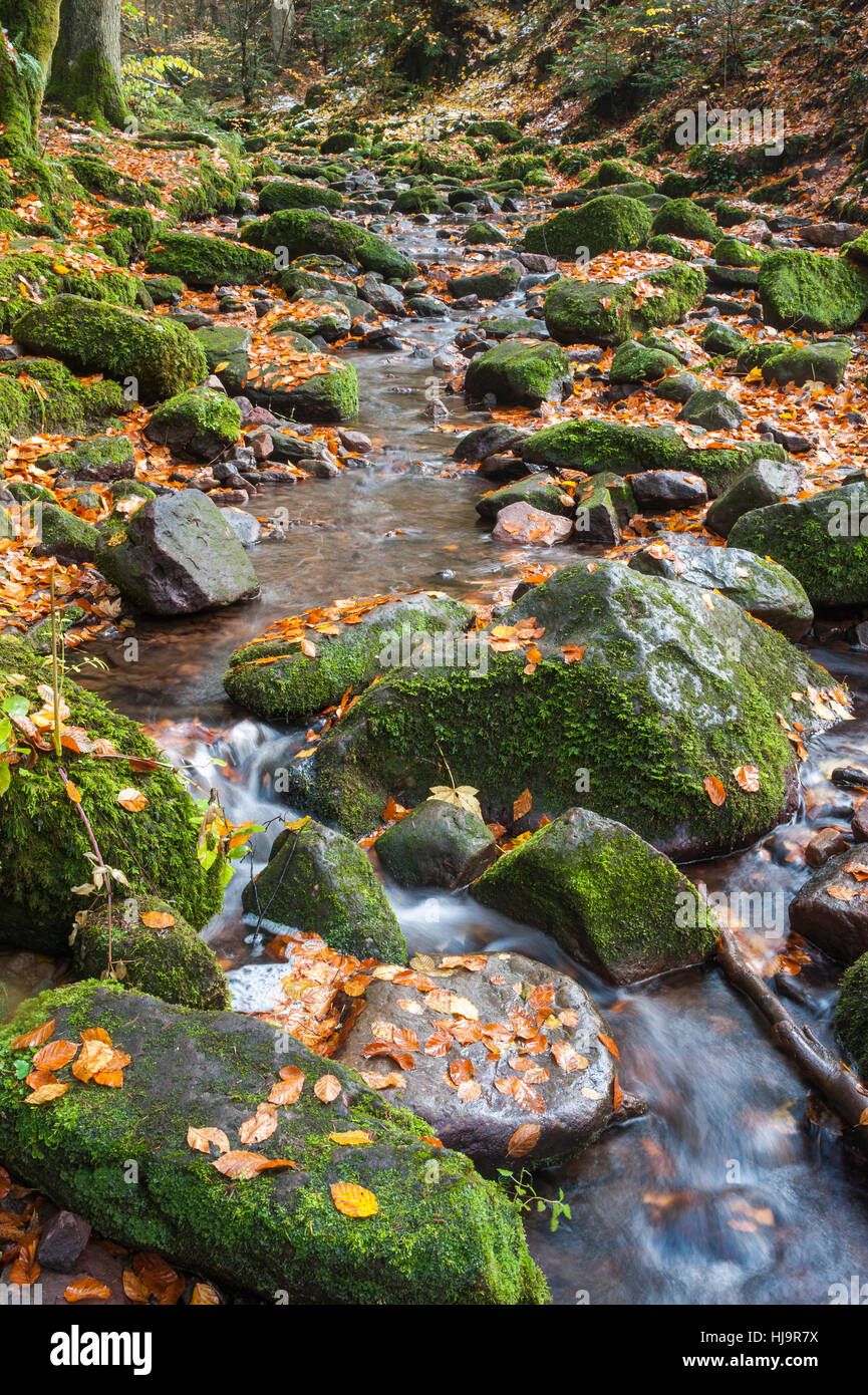 waters, conservation of nature, virgin forest, europe, autumnal, stream, Stock Photo