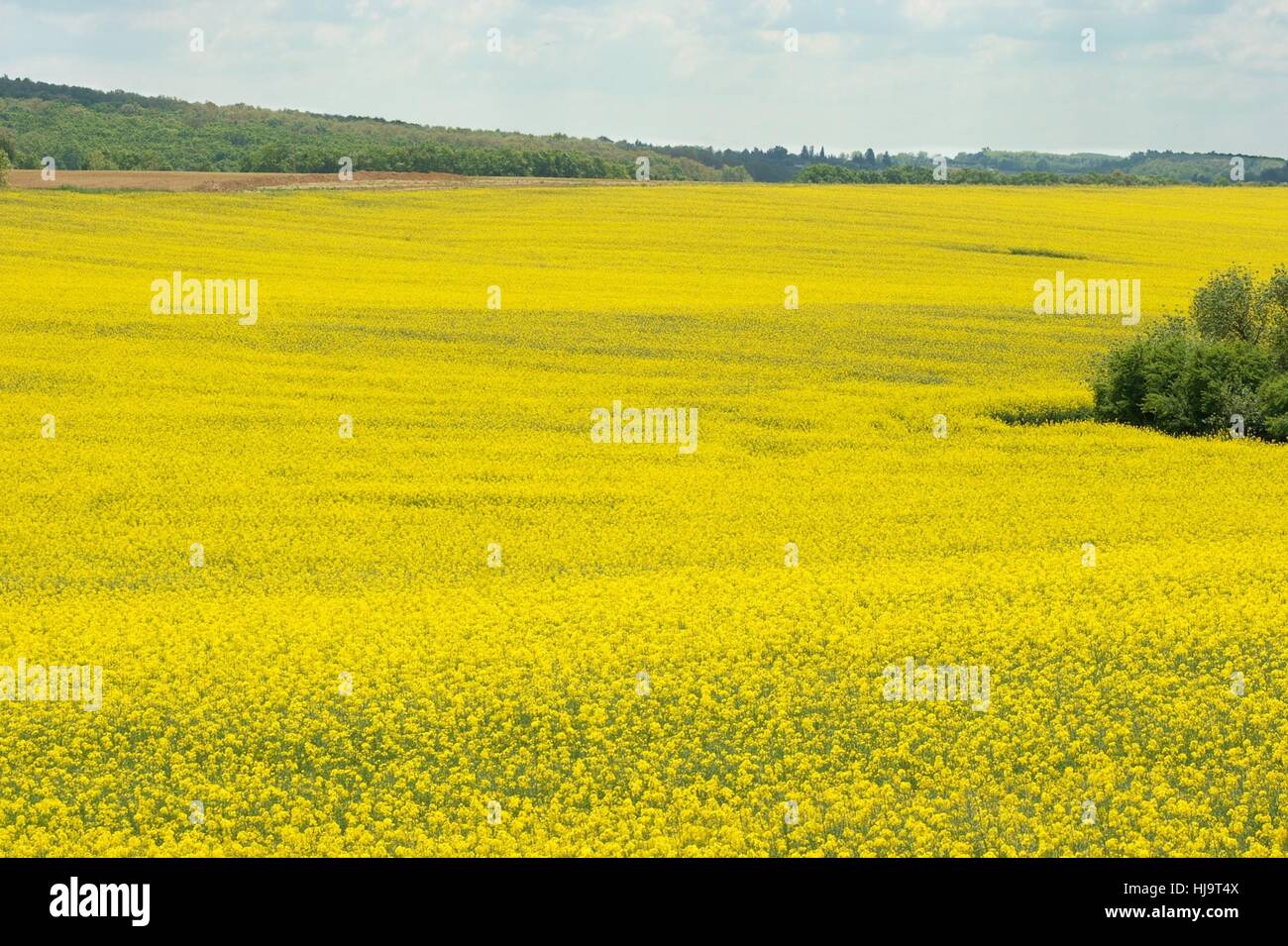 flower, plant, agriculture, farming, field, rape, oil, yellow, blue