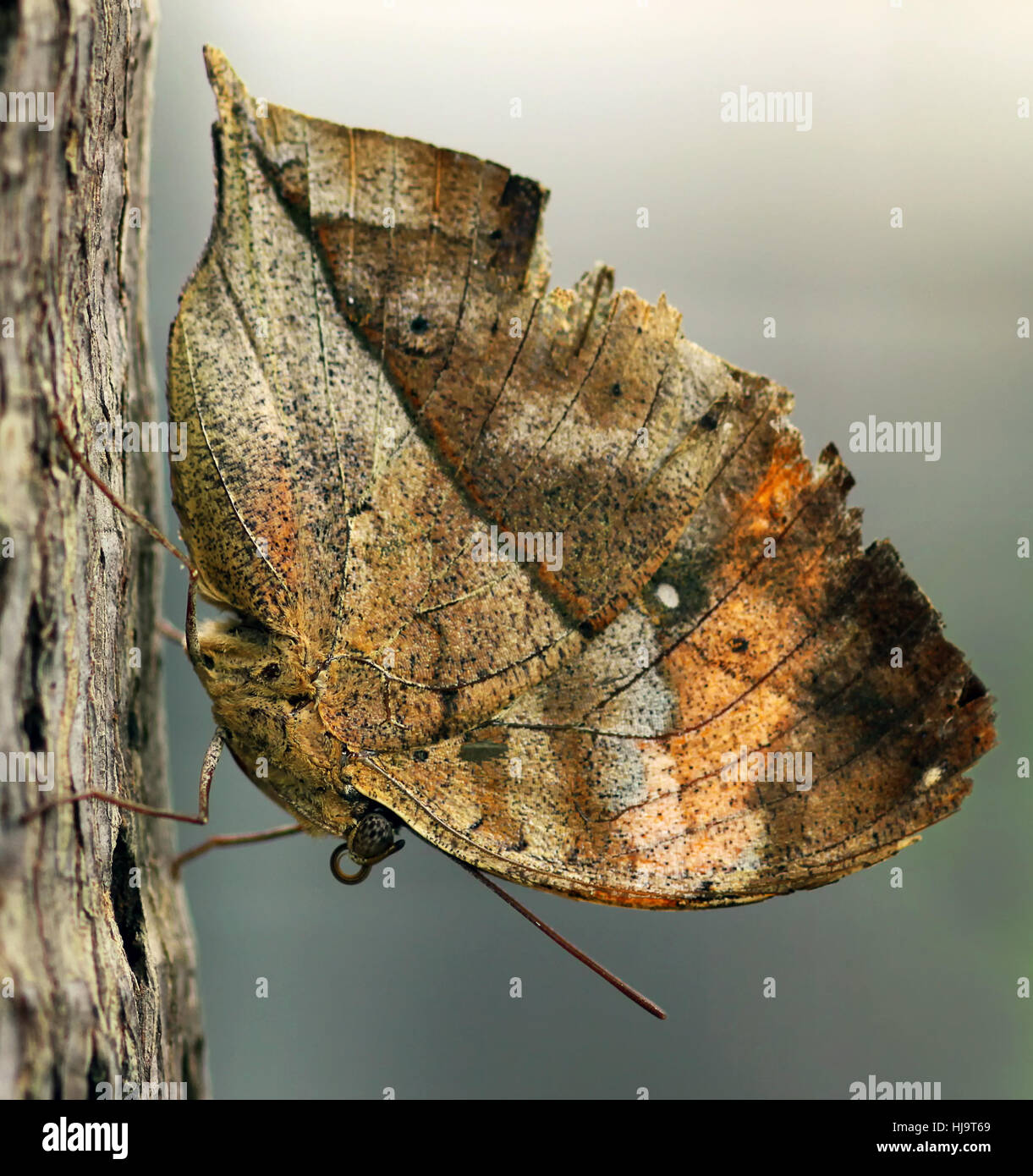 butterfly, camouflage, butterfly, india, malaysia, decayed, camouflage
