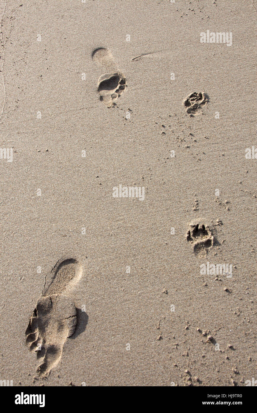close up of dog's and human steps going oposite way on white sand beach Stock Photo