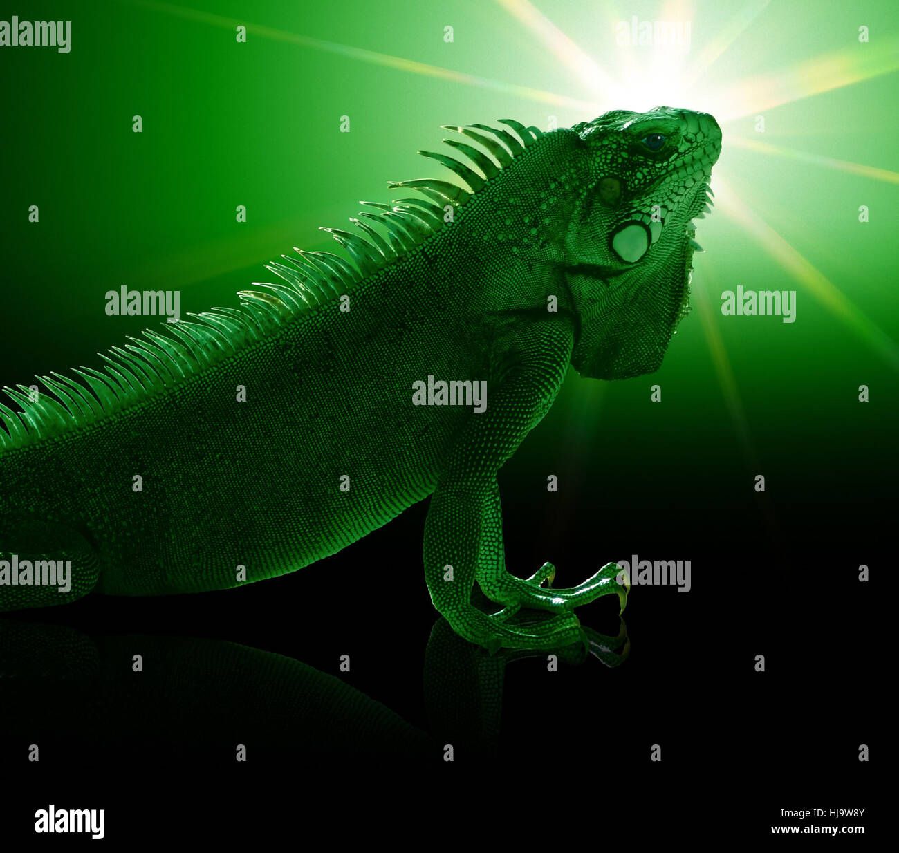 portrait of a Green Iguana in green toned mystic artificial ambiance Stock Photo