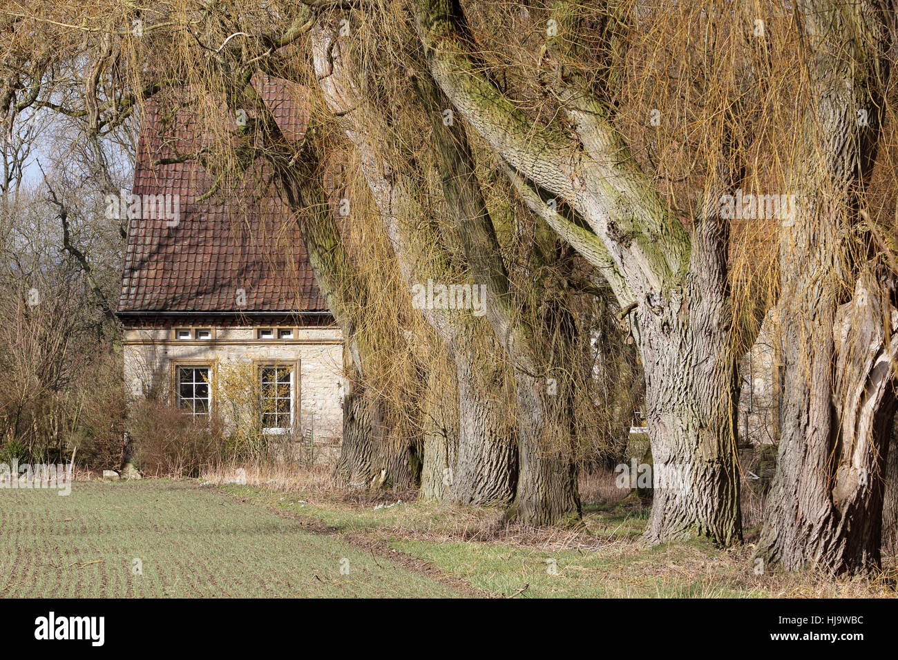 house, building, tree, trunk, avenue, weeping willow, house, building, shine, Stock Photo