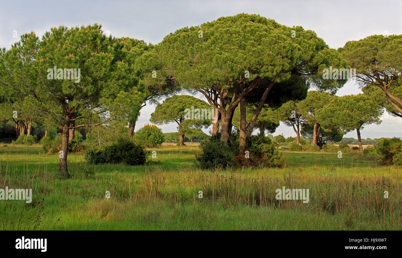 Parco naturale della maremma hi-res stock photography and images - Alamy